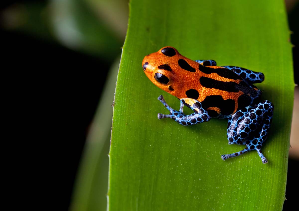 Frog on Leaf