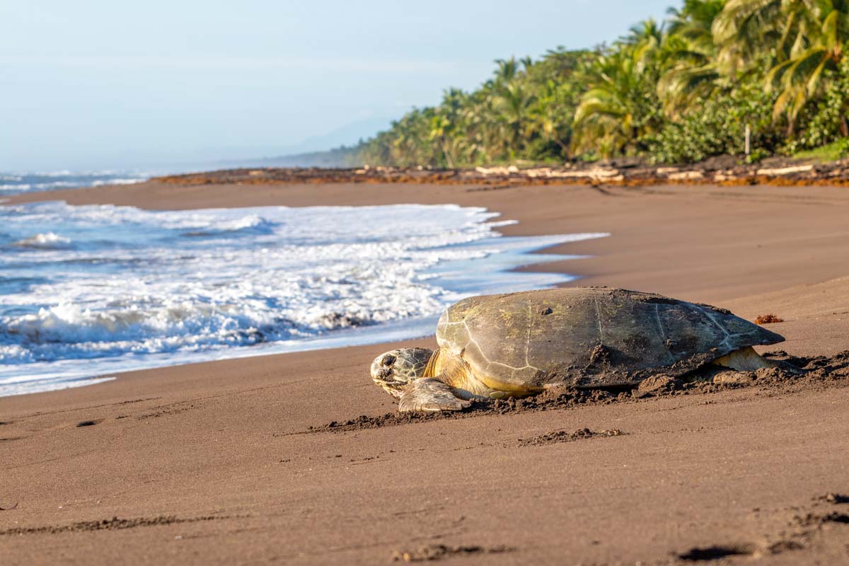 Sea Turtle on Beach