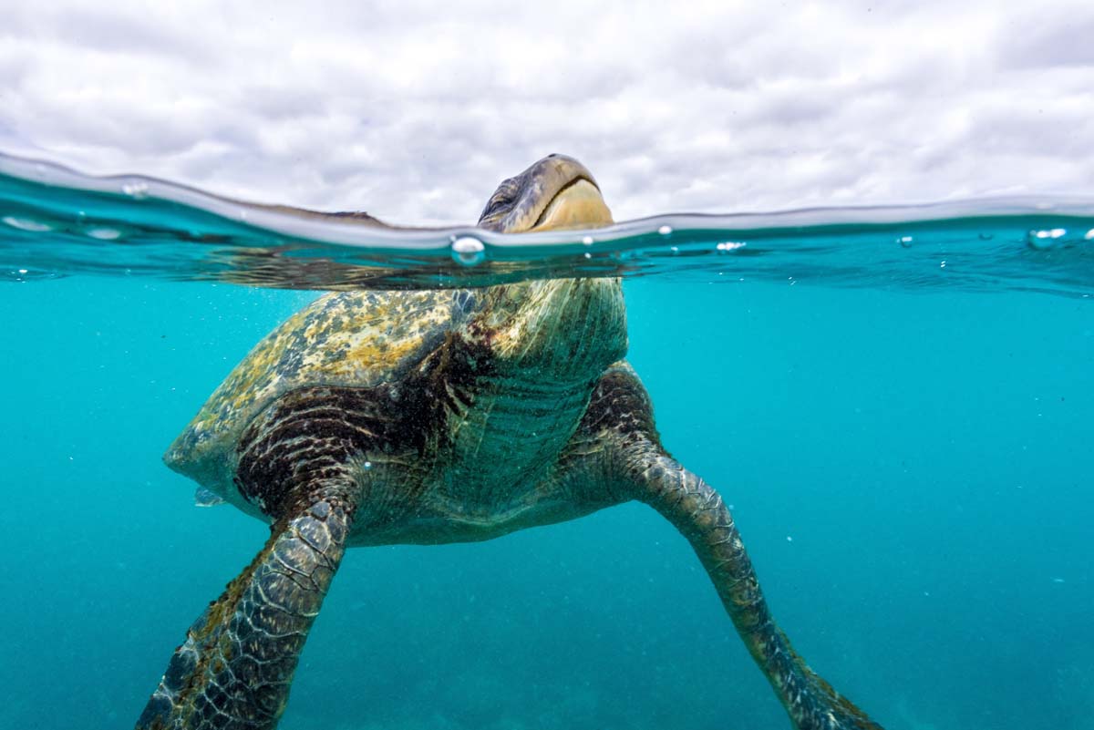 Sea Turtle in Ocean